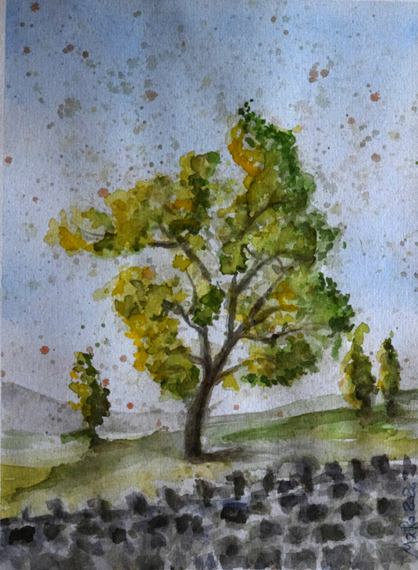 Eucalyptus tree
